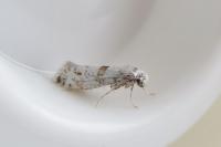 Scythropia crataegella