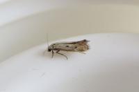 Elachista biatomella