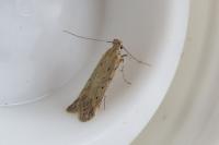 Metzneria paucipunctella