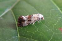 Cochylis hybridella
