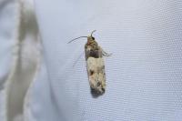 Gypsonoma aceriana