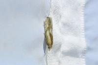 Eucosma cana