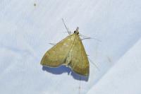 Anania terrealis