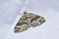 Perizoma bifaciata