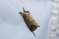 Clostera curtula