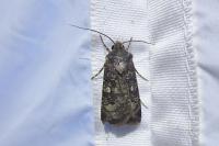 Agrotis trux