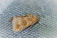 Cynaeda dentalis