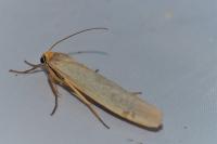 Eilema caniola