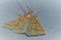 Aspitates ochrearia