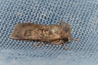 Agrotis bigramma