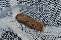Agrotis exclamationis