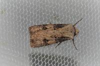 Agrotis puta