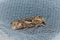 Agrotis vestigialis
