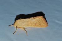 Mythimna vitellina