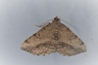 Chiasmia aestimaria