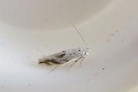 Bucculatrix albedinella