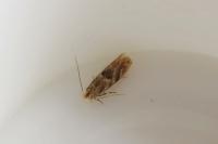 Bucculatrix ulmella