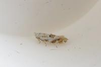 Bucculatrix bechsteinella