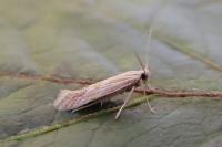 Ptocheuusa paupella