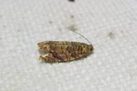 Gypsonoma minutana