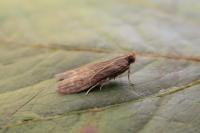 Eccopisa effractella