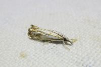Catoptria falsella