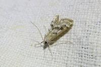 Parapoynx stratiotata