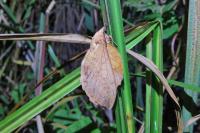 Gastropacha populifolia