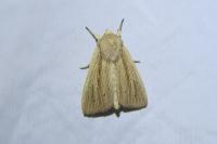 Mythimna impura