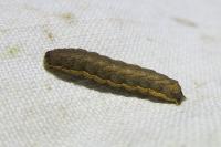 Xestia c-nigrum