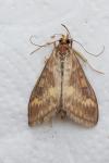 Ostrinia nubilalis/scapulalis