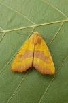 Atethmia centrago