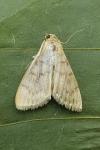 Patania ruralis