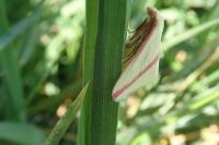 Rhodometra sacraria