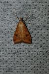 Udea ferrugalis