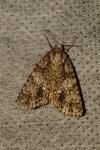Acronicta rumicis