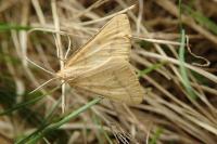 Aspitates ochrearia
