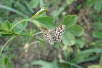 Chiasmia clathrata