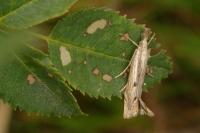 Agriphila geniculea
