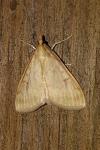 Ostrinia nubilalis/scapulalis
