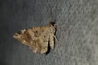 Epirrhoe alternata