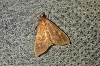 Mecyna asinalis