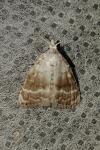 Meganola albula