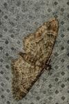 Gymnoscelis rufifasciata