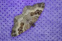 Epirrhoe alternata