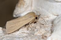 Mythimna pallens