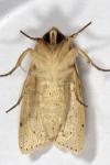 Mythimna pallens