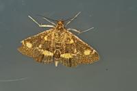 Pyrausta aurata