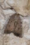 Caradrina clavipalpis
