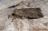 Caradrina clavipalpis